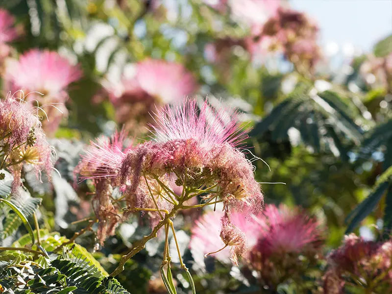 Verstevig en revitaliseer de huid met QMS producten met Albizia-extract. Helpt tekenen van vermoeidheid en huidveroudering zichtbaar te verminderen.