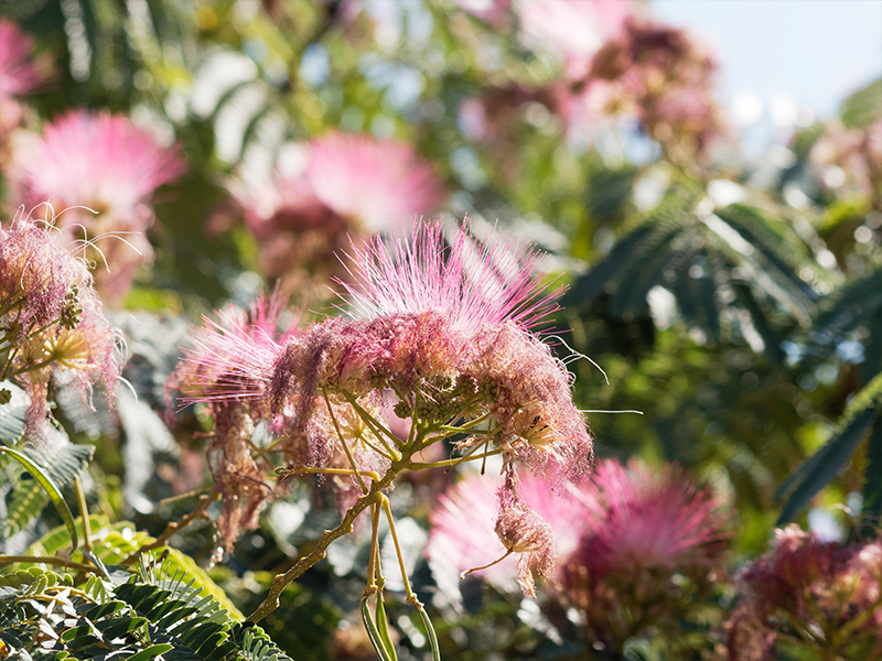 Verstevig en revitaliseer de huid met QMS producten met Albizia-extract. Helpt tekenen van vermoeidheid en huidveroudering zichtbaar te verminderen.