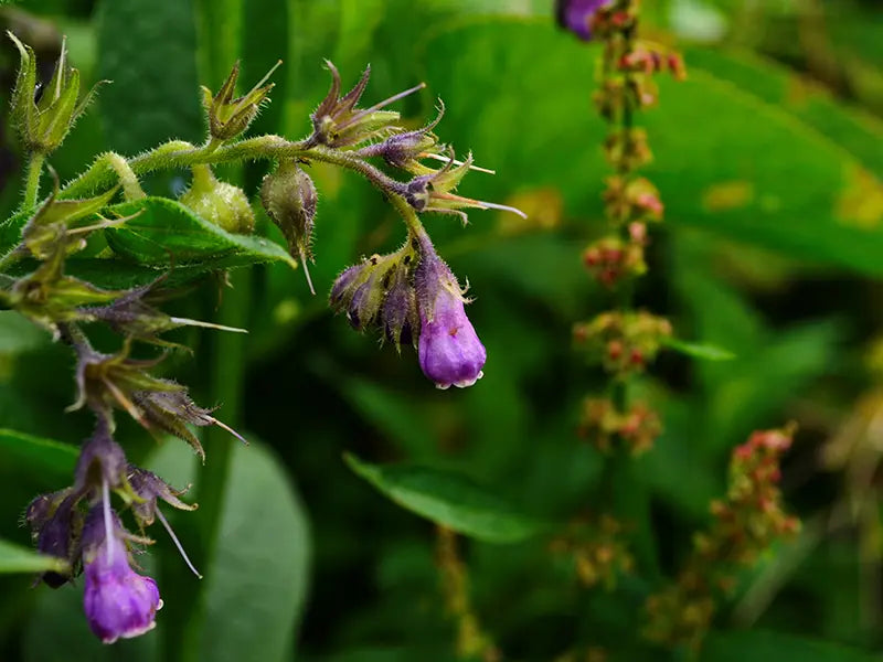 Verzacht en kalmeer uw huid met QMS producten met allantoïne. Ideaal bij roodheid, irritatie en een gevoelige huidconditie.