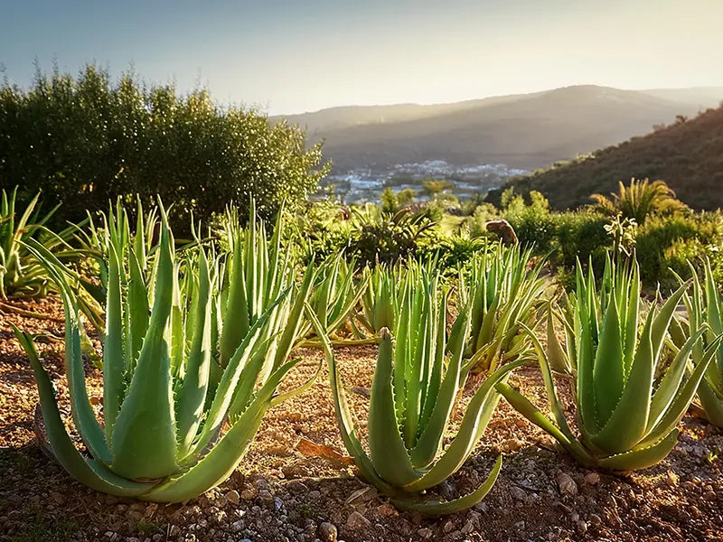 Hydrateer, kalmeer en herstel uw huid met QMS producten met aloë vera. Ideaal voor de gevoelige, geïrriteerde of zonbelaste huid.