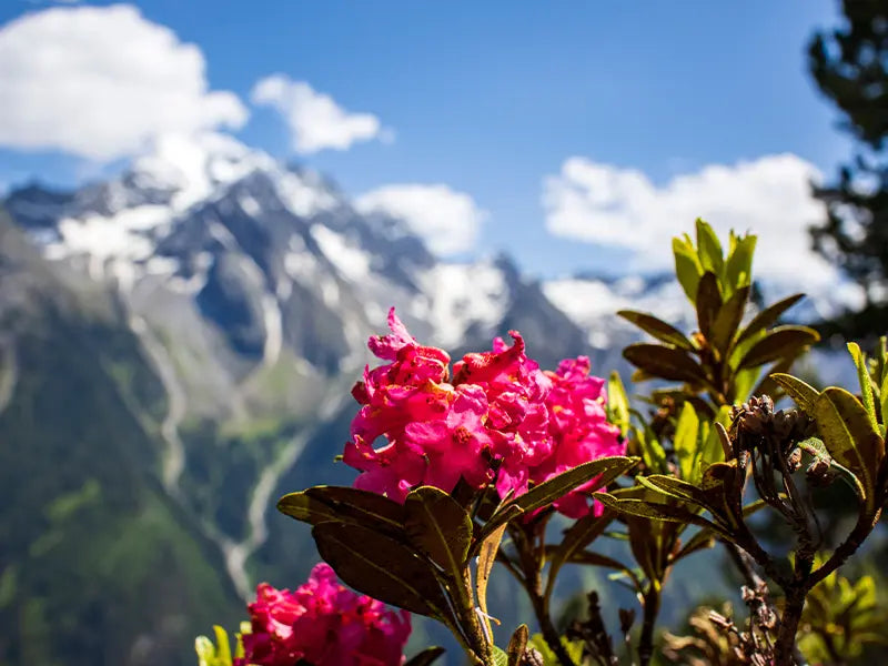 Bescherm en versterk de huidbarrière met QMS producten met Alpenroos-extract. Ideaal voor een veerkrachtige en weerbare huid.