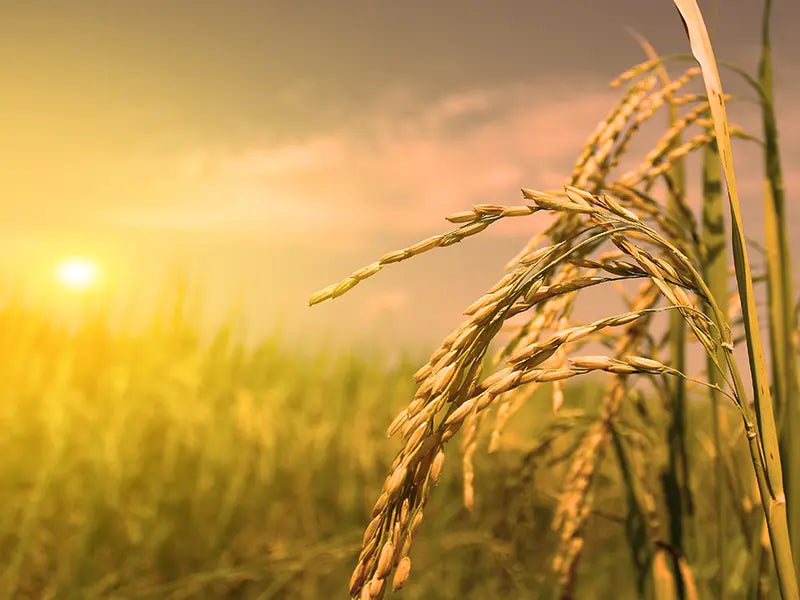 Bescherm en voed de huid met QMS producten met oryzanol. Krachtige antioxidantwerking tegen vroegtijdige huidveroudering en UV-schade.