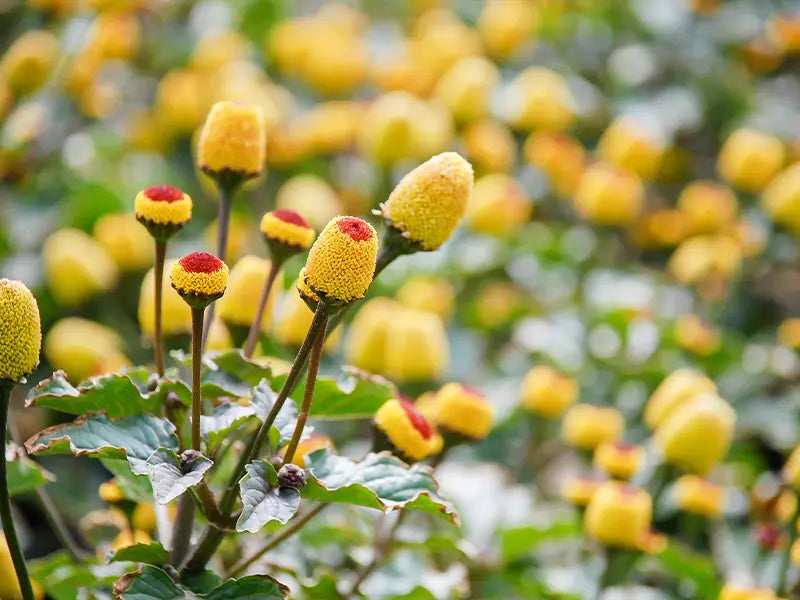 Ondersteun de huid met QMS-producten met parakersextract. Dit krachtige plantenextract helpt de huid te beschermen tegen externe invloeden en ondersteunt het herstel van de huidbalans. Voor een gekalmeerde, soepele huid met een frisse en verzorgde uitstraling.
